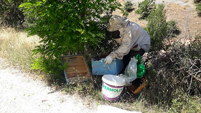 Kovanı terk eden arılar yol kenarında bulundu