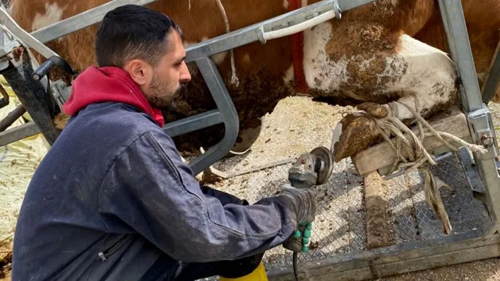 Köy köy gezerek ineklere pedikür yapıyorlar