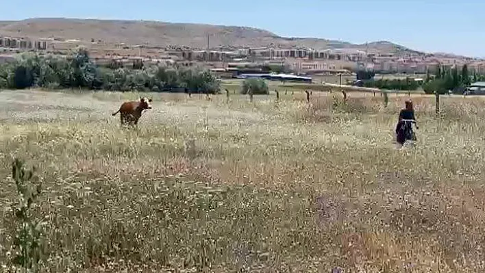 Kurban Bayramının ilk 'kaçağı'