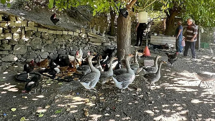 Mahalleli kümeslerini tilkilere karşı koruyor