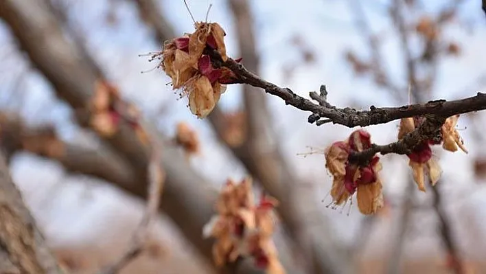 Meteorolojiden zirai don uyarısı