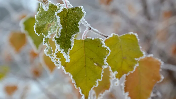 Meteorolojiden 'zirai don' uyarısı