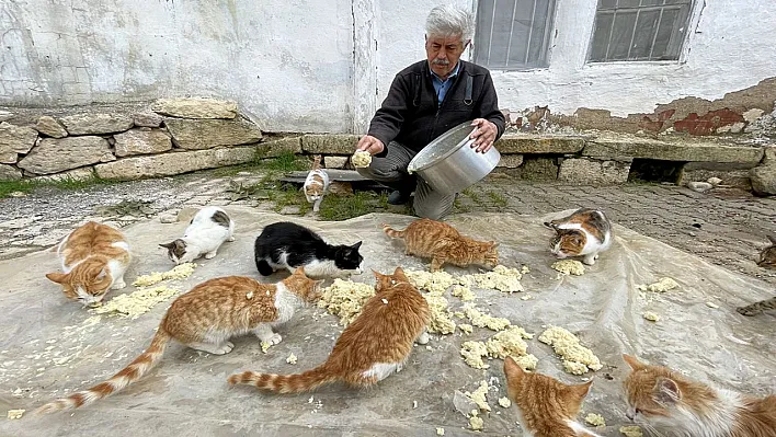 Muhtar Özdem, kedilere torunları gibi bakıyor