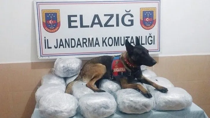   Narkotik Köpeği 'Çivi' 30 Kilo Esrar Yakaladı