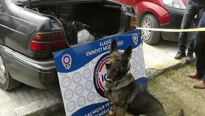 Narkotik köpeği 12 kilo esrar ele geçirdi