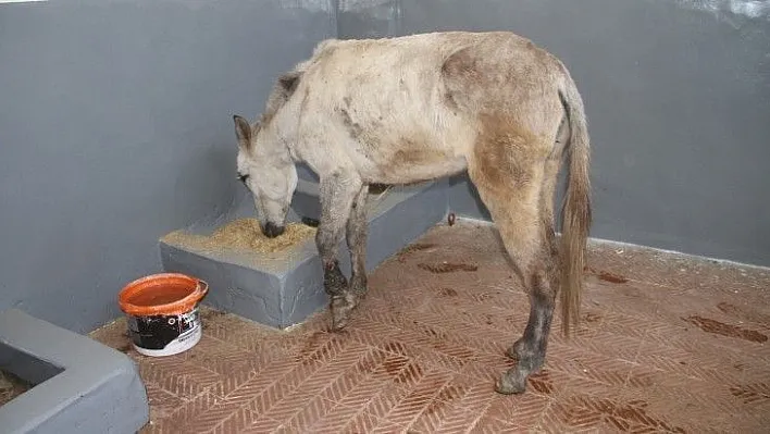 Ölüme terk edilen katır, tedavi altına alındı