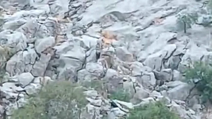 Palu'da dağlarda sürpriz görüntü