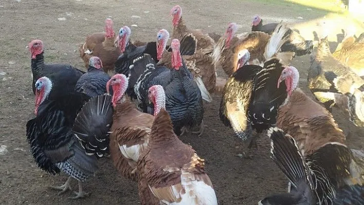 Pandemi ve yasaklar hindiye talebi azalttı