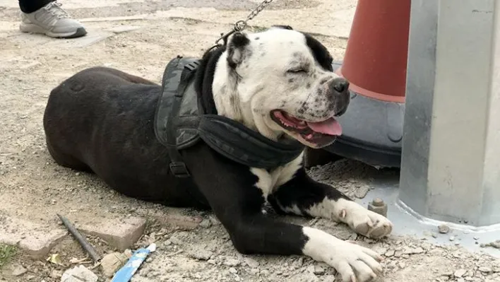 Pitbull operasyonunda cezalar peş peşe geldi