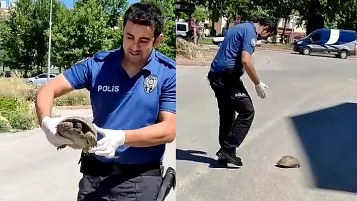 Polisin kaplumbağa duyarlılığı