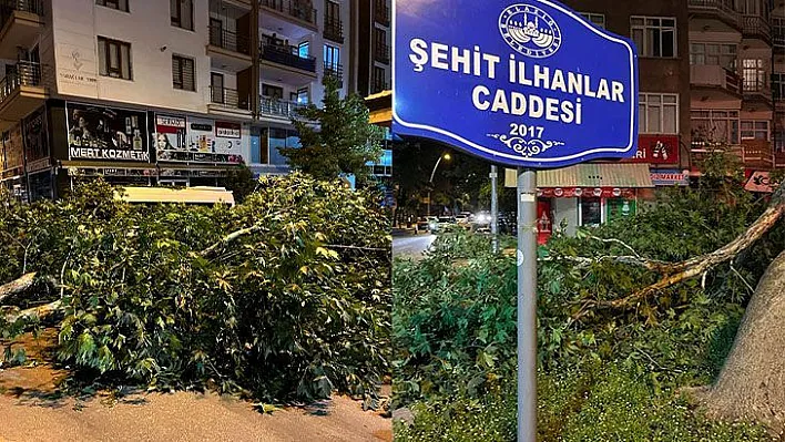 Şehit İlhanlar Caddesi'nde ağaç devrildi