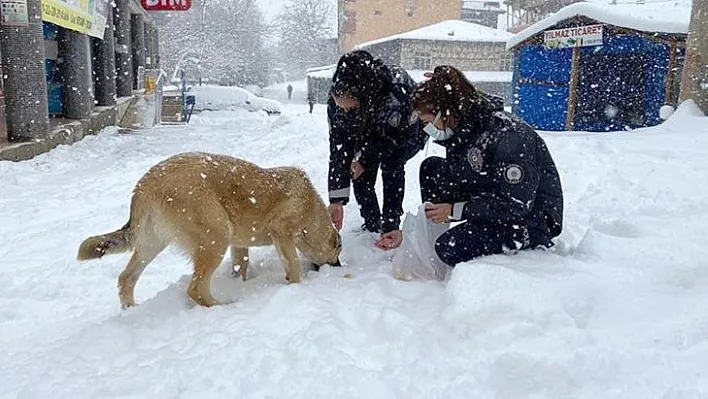 Sokak hayvanları unutulmadı