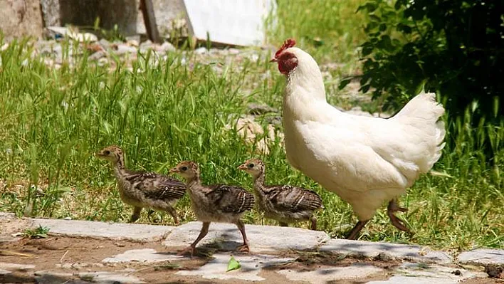 Tavuktan hindi yavrularına annelik