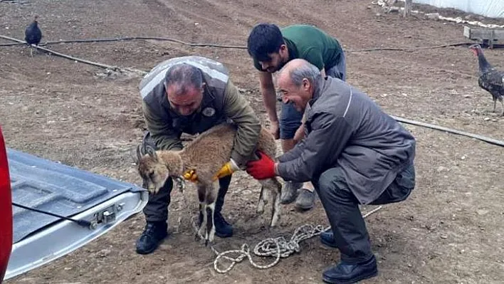 Tedavisi yapıldı, doğaya bırakıldı