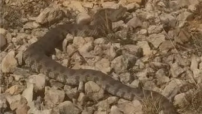 Elazığ'da engerek yılanı görüldü