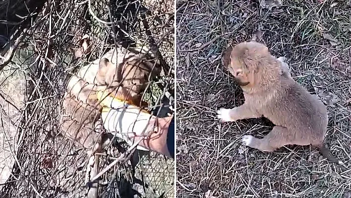 Tel örgüye sıkışan yavru köpeği kurtardı