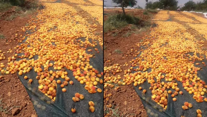 Tonlarca kayısı çöp oldu