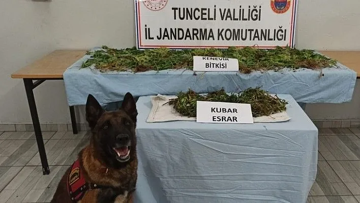 Tunceli'de kubar esrar ve hint keneviri ele geçirildi