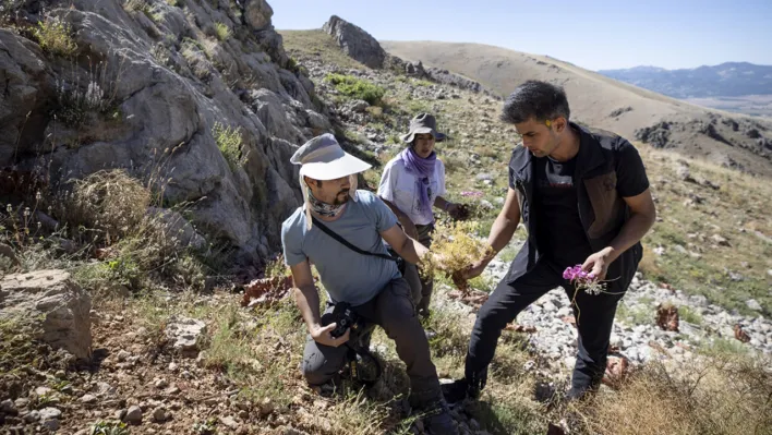 Tunceli'nin zengin florası kayıt altına alınıyor