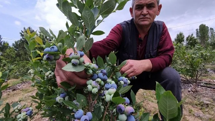 Üreticinin yüzü güldü kilosunu 100 liradan satıyorlar