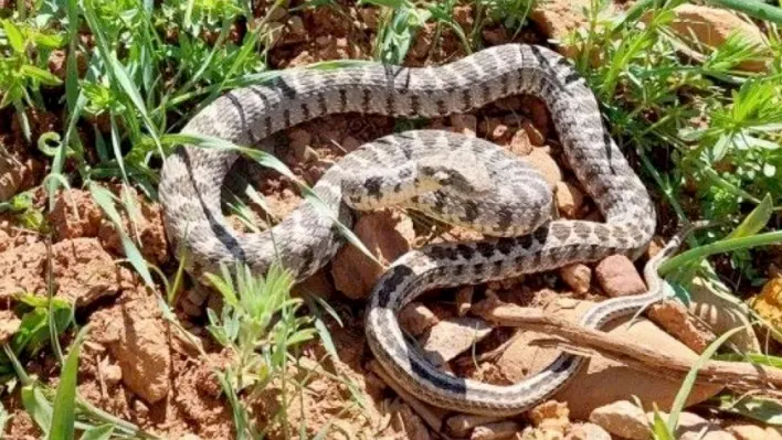 Uzmanlar uyardı: Yılanlar 15 gün sonra kaybolacak