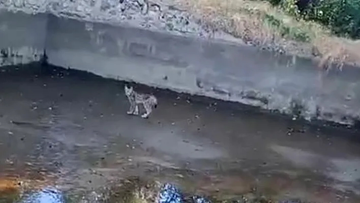 Vaşak Elazığ'da görüntülendi