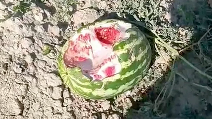 Yaban domuzları karpuz tarlasını talan etti