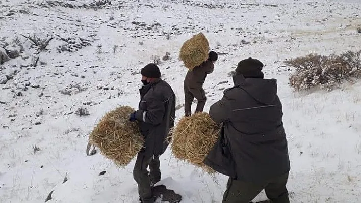 Yaban hayatı için yem desteği sürüyor