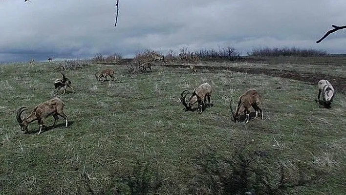 Yaban keçileri foto kapanla görüntülendi