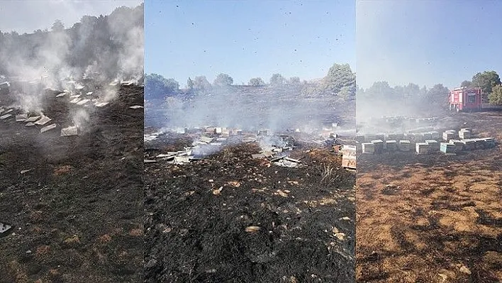 Yangında 830 adet arı kovanı kül oldu