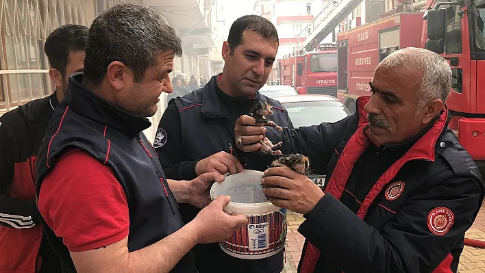 Yanmak üzere olan yavru kediler kurtarıldı