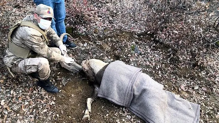 Yaralı dağ keçisi için seferber olundu