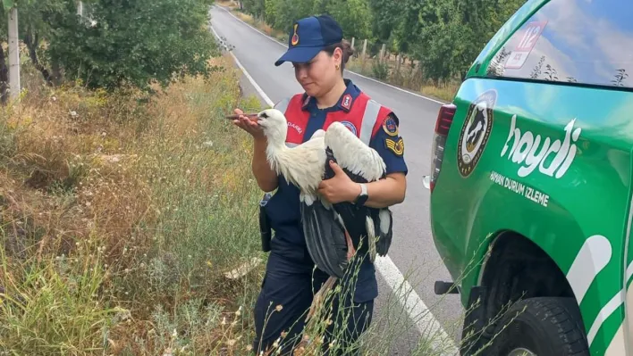 Yaralı leylek koruma altına alındı