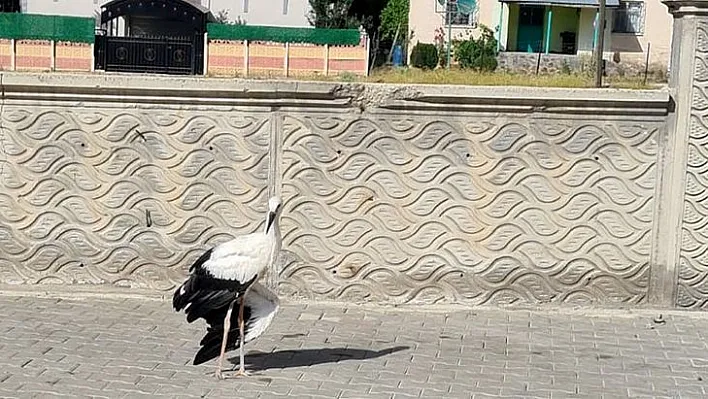 Yaralı leylek, tedavi altına alındı