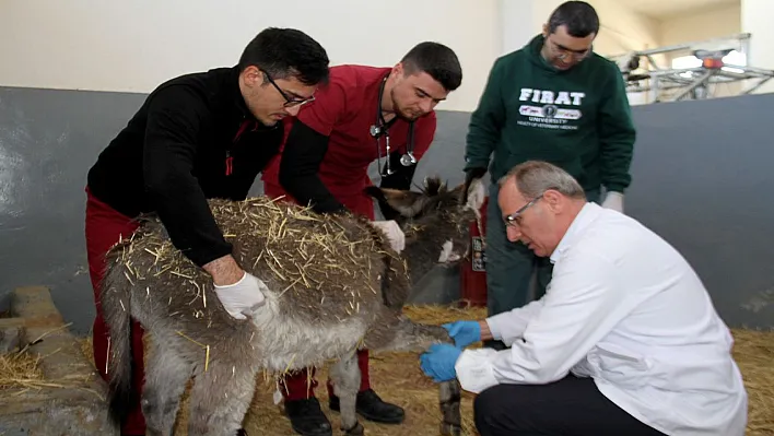 Yaralı sıpa, tedavi altına alındı