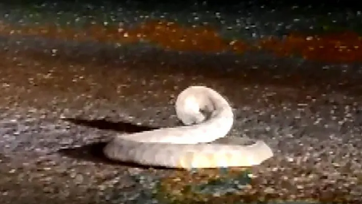 Yaralı yılanı görünce aracını durdurdu