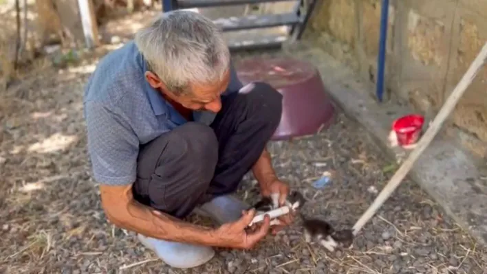 Yavru kedileri şırınga ile besliyor