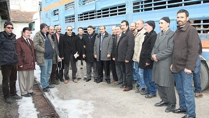20 Yetiştiriciye Damızlık Boğa
