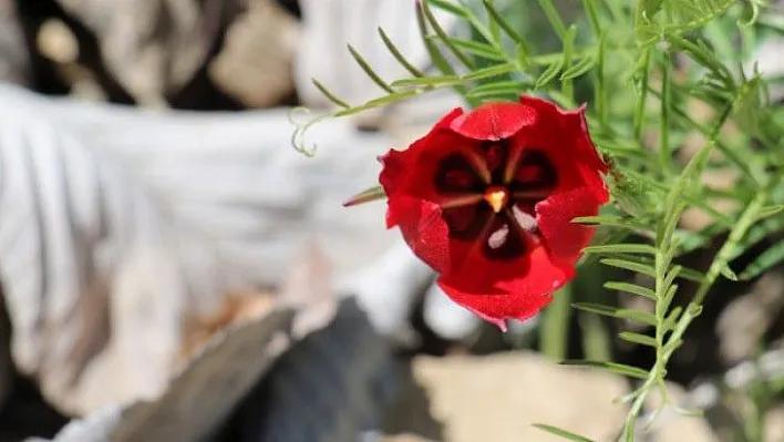 Yılda sadece 15 gün görülen endemik dağ lalesi hayran bırakıyor