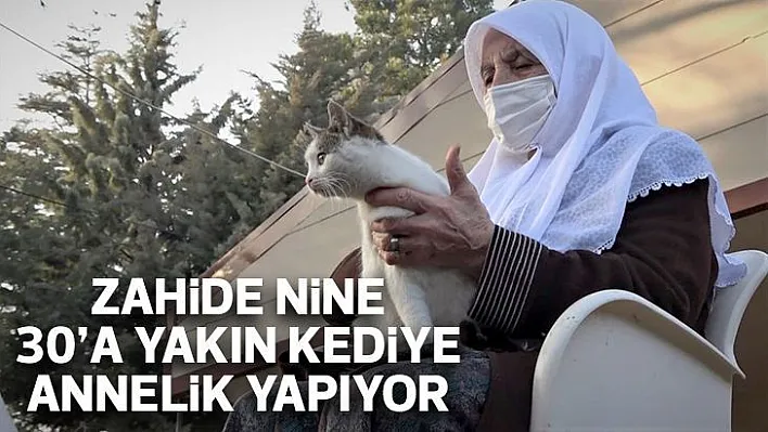 Zahide Nine 30'a yakın kediye annelik yapıyor