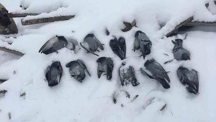 Onlarca güvercin donarak telef oldu