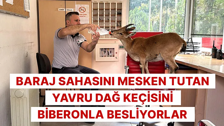 Baraj sahasını mesken tutan yavru dağ keçisini biberonla besliyorlar