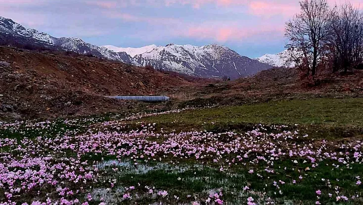 Elazığ'da çiğdemler erken açtı