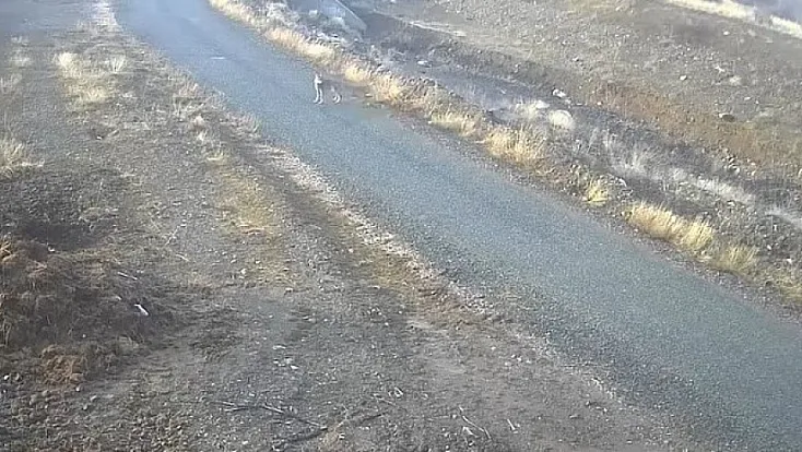 Elazığ'da kurt mezraya indi