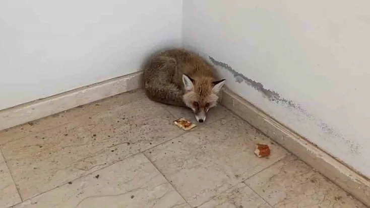 Palu'da tilki okula girdi