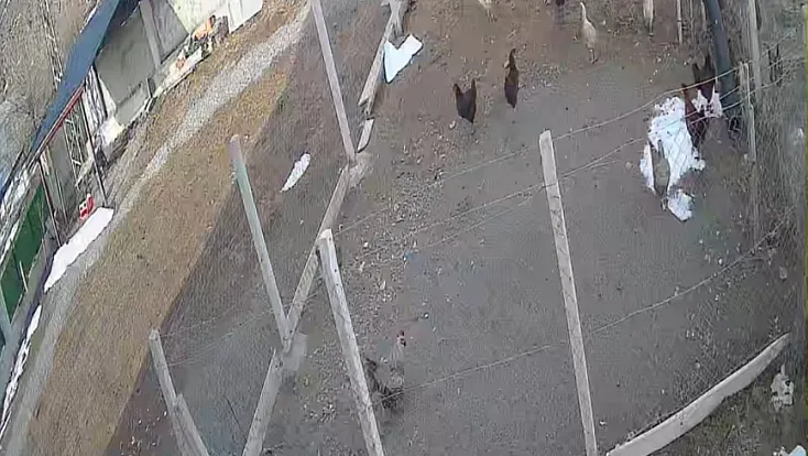 Tilkinin tavuk avı kamerada