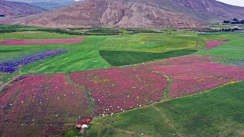 Ağrı'da çiçek açan tarlalar dronla görüntülendi