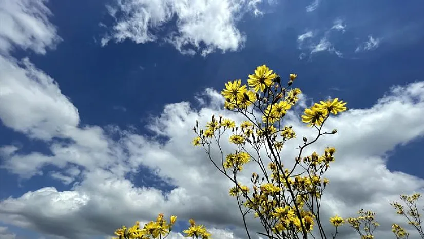Bazı yayla ve ovalar çiçeklerle kaplandı