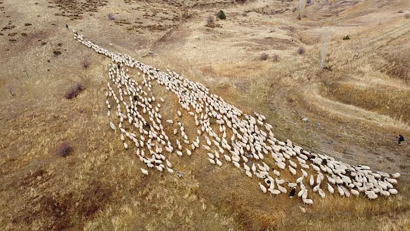 Erzincan'da göçerlerin yayladan zorlu dönüş yolculuğu başladı