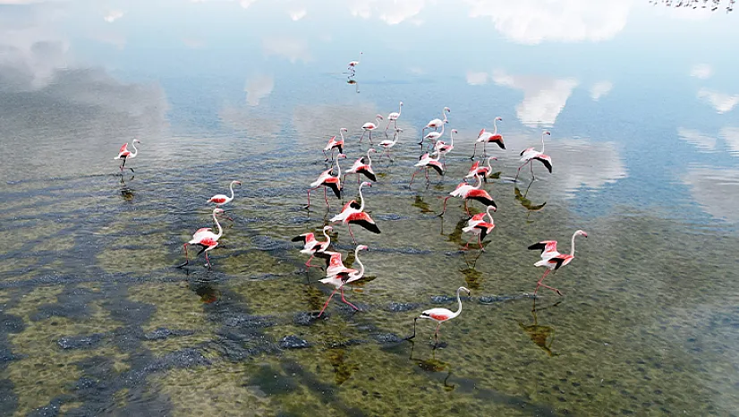 Flamingolardan görsel şölen